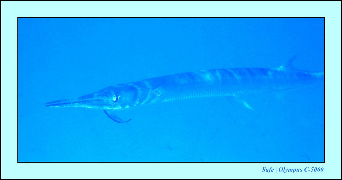 2005 - 08 - Redang  - 100.JPG